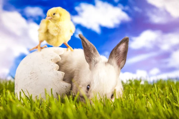 Easter chicken and rabbit in the spring time — Stock Photo, Image