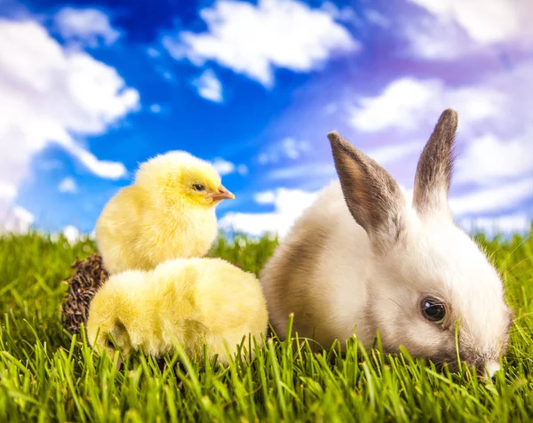 Easter chicken and rabbit in the spring time — Stock Photo, Image