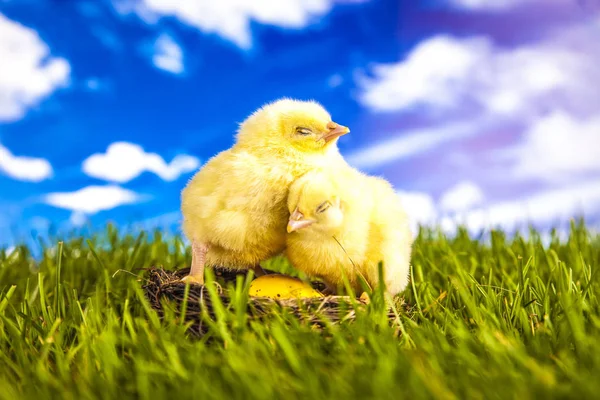 Pollo di Pasqua nel periodo primaverile — Foto Stock