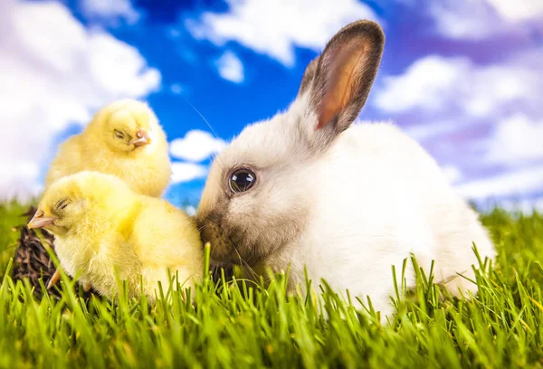 Easter chicken and rabbit in the spring time — Stock Photo, Image