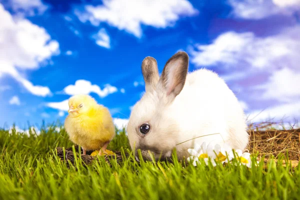 Osterhuhn und Hase im Frühling — Stockfoto