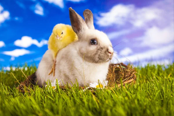 Easter chicken and rabbit in the spring time — Stock Photo, Image