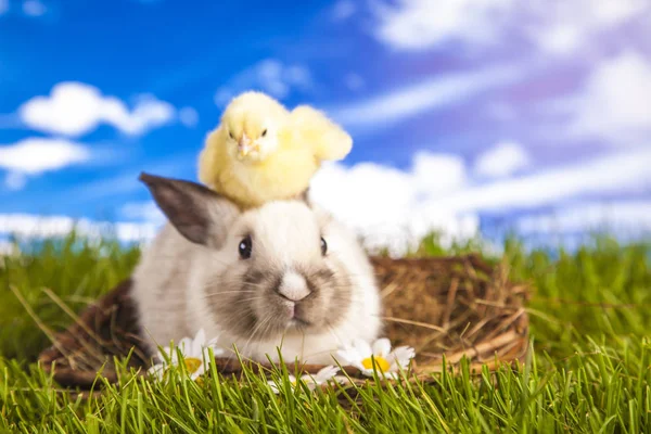 Frango de Páscoa e coelho na primavera — Fotografia de Stock