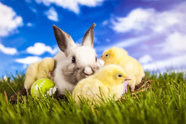 Osterhuhn und Hase im Frühling — Stockfoto