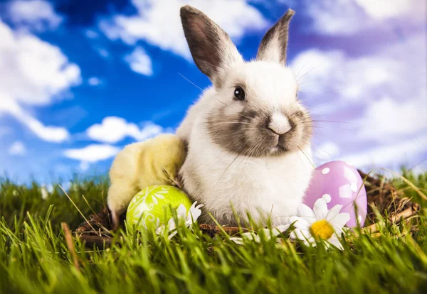 PaaS kip en konijn in de de lentetijd — Stockfoto