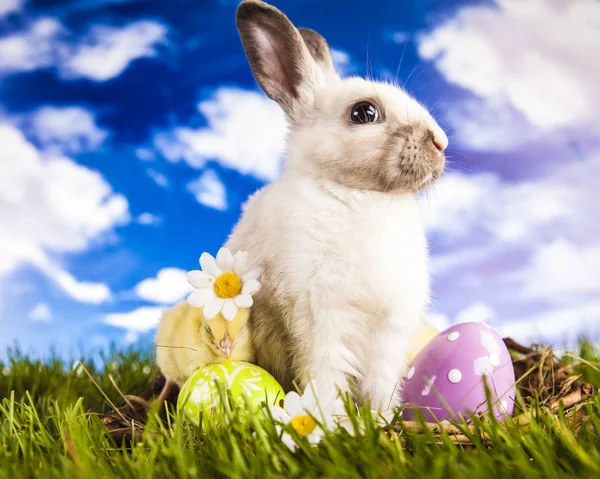 Easter chicken and rabbit in the spring time — Stock Photo, Image