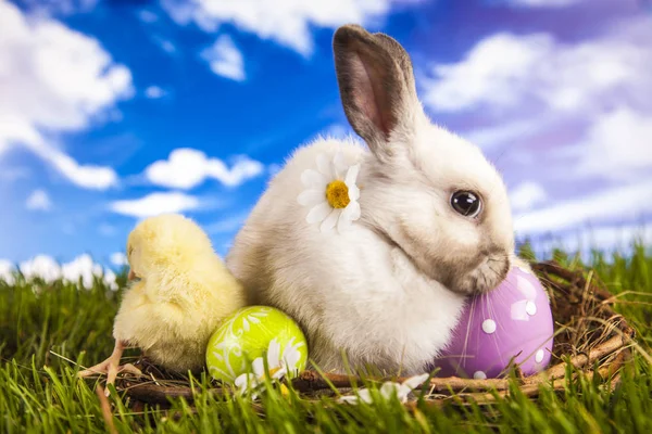 PaaS kip en konijn in de de lentetijd — Stockfoto