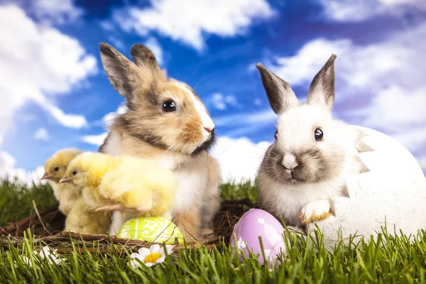 Poulet et lapin de Pâques au printemps — Photo