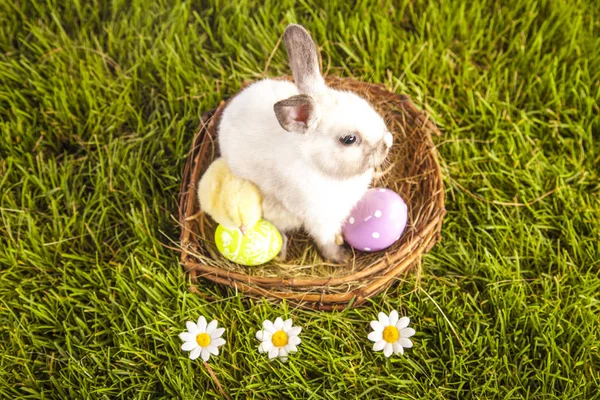 Easter chicken and rabbit in the spring time