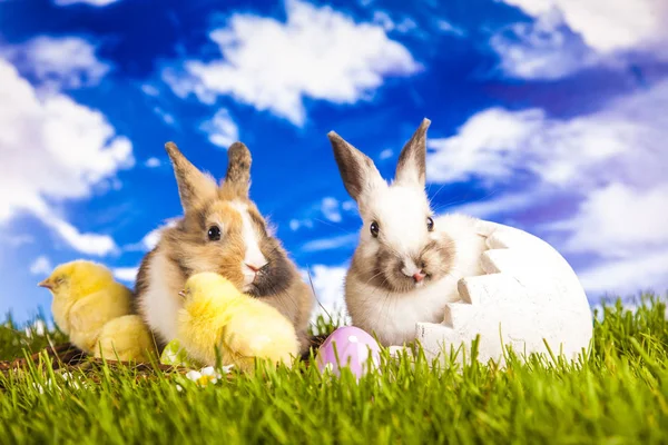 Poulet et lapin de Pâques au printemps — Photo