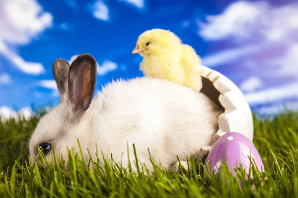 Osterhuhn und Hase im Frühling — Stockfoto