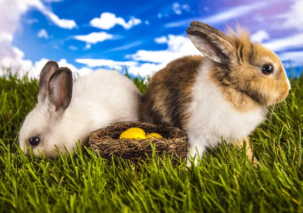 Easter rabbit in the spring time — Stock Photo, Image