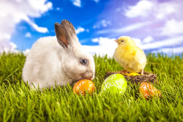Wielkanocny kurczak i królik w okresie wiosennym — Zdjęcie stockowe