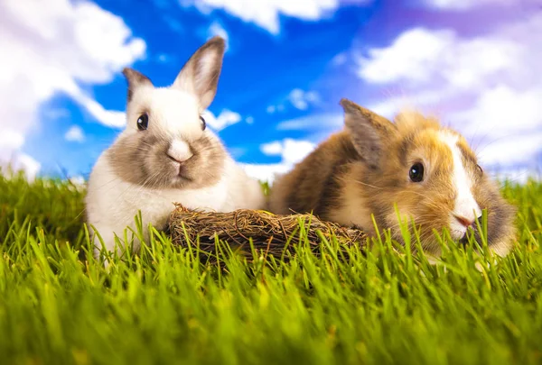 Conejo de Pascua en primavera — Foto de Stock