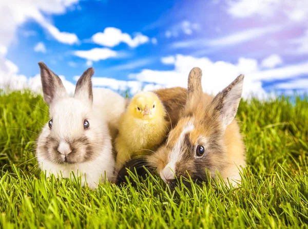 Poulet et lapin de Pâques au printemps Image En Vente