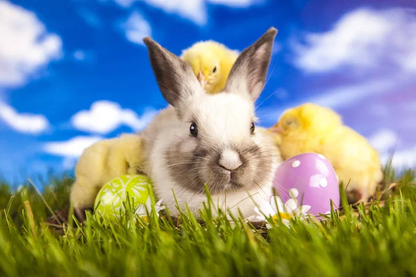 Pollo de Pascua y conejo en primavera Fotos de stock libres de derechos