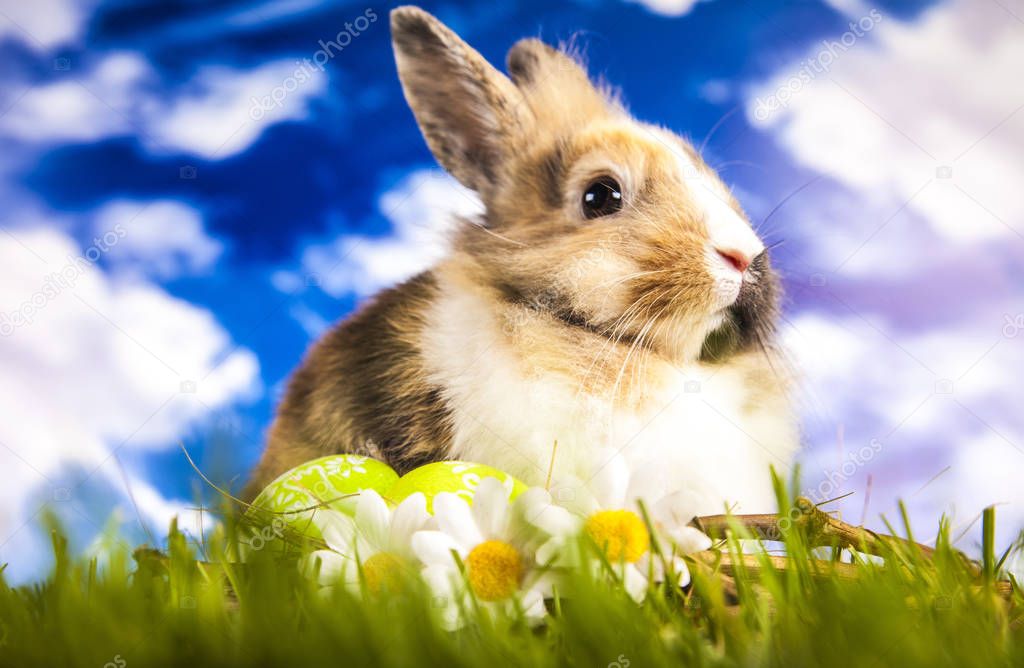 Easter rabbit in the spring time