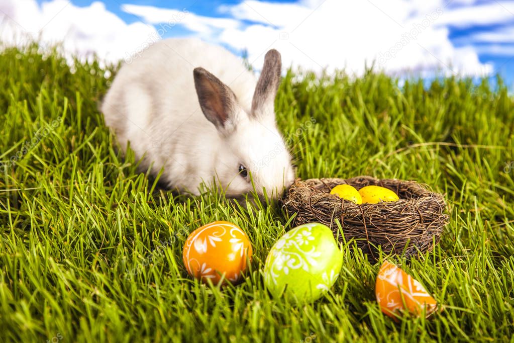 Easter rabbit in the spring time