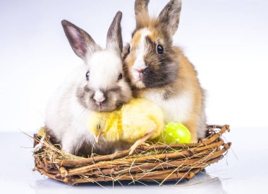  Paskalya tavuk ve beyaz arka plan üzerinde tavşan