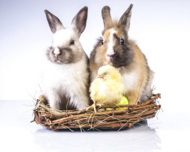  Paskalya tavuk ve beyaz arka plan üzerinde tavşan