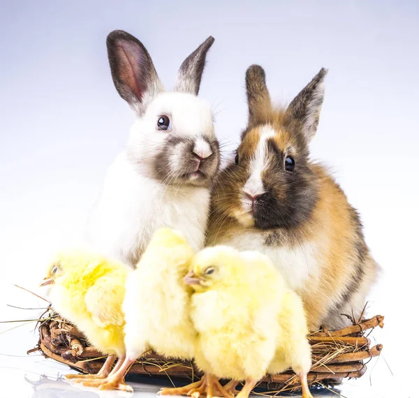 Easter chicken and rabbit on the white background — Stock Photo, Image