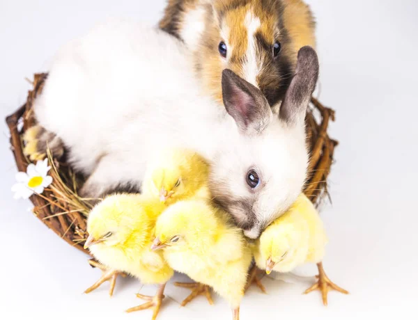 复活节鸡和兔在白色的背景 — 图库照片