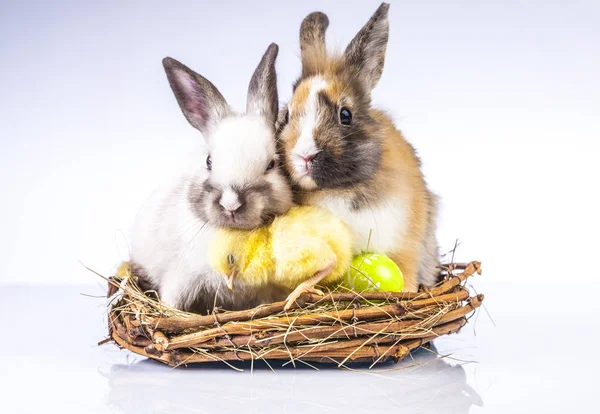 PaaS kip en konijn op de witte achtergrond — Stockfoto
