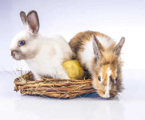 Wielkanocny kurczak i królik na białym tle — Zdjęcie stockowe