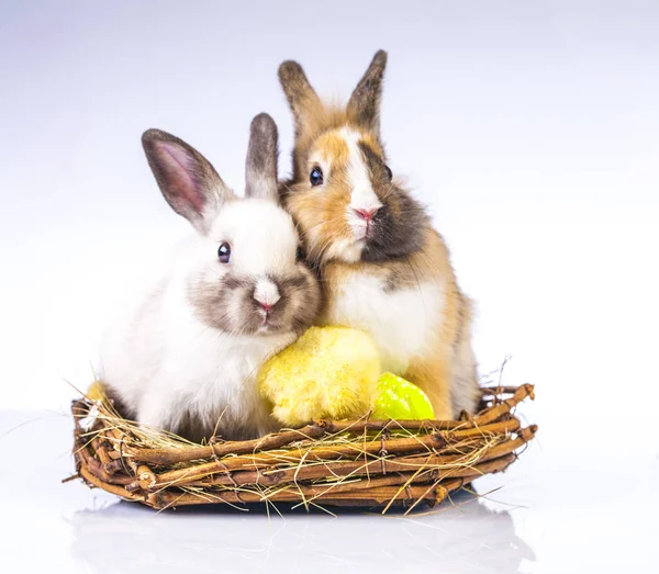 Pollo de Pascua y conejo en el fondo blanco —  Fotos de Stock