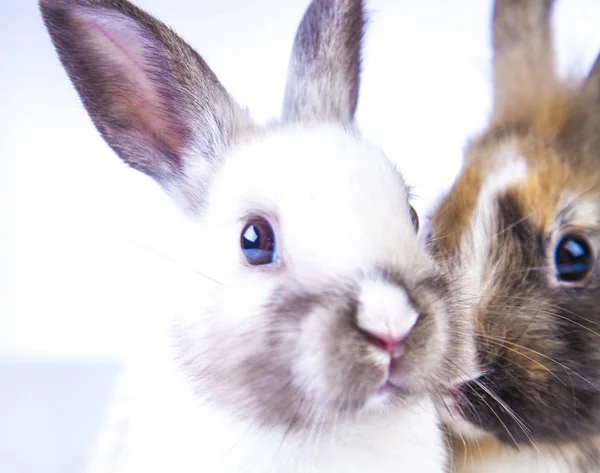 Conejo de Pascua sobre el fondo blanco —  Fotos de Stock