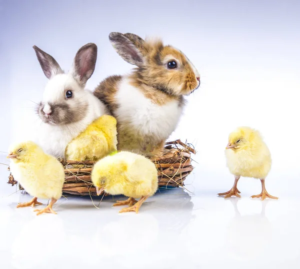 Easter chicken and rabbit on the white background — Stock Photo, Image