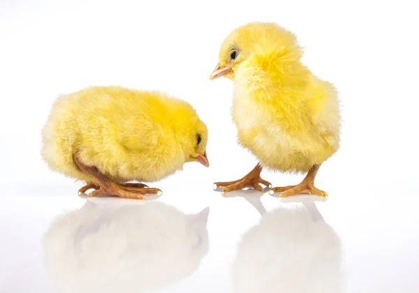 Easter chicken on the white background — Stock Photo, Image