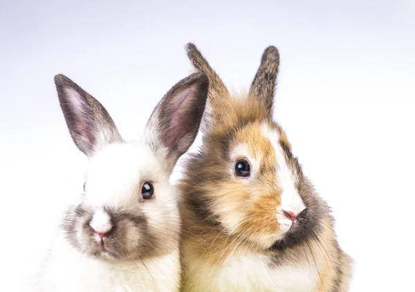白色背景下的复活节兔子 — 图库照片
