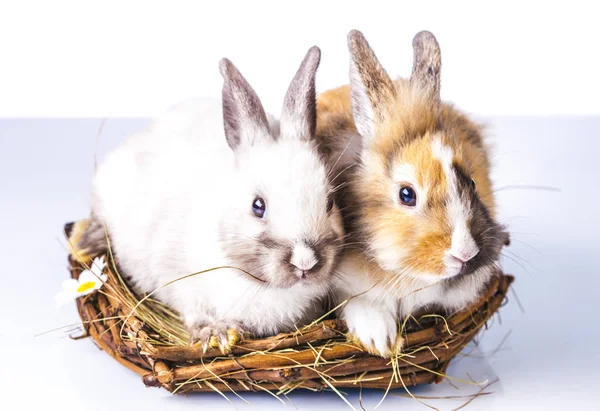 Conejo de Pascua sobre el fondo blanco —  Fotos de Stock