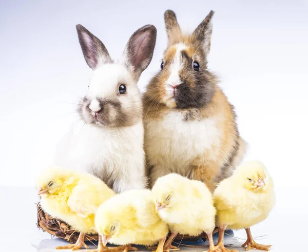 Easter chicken and rabbit on the white background — Stock Photo, Image