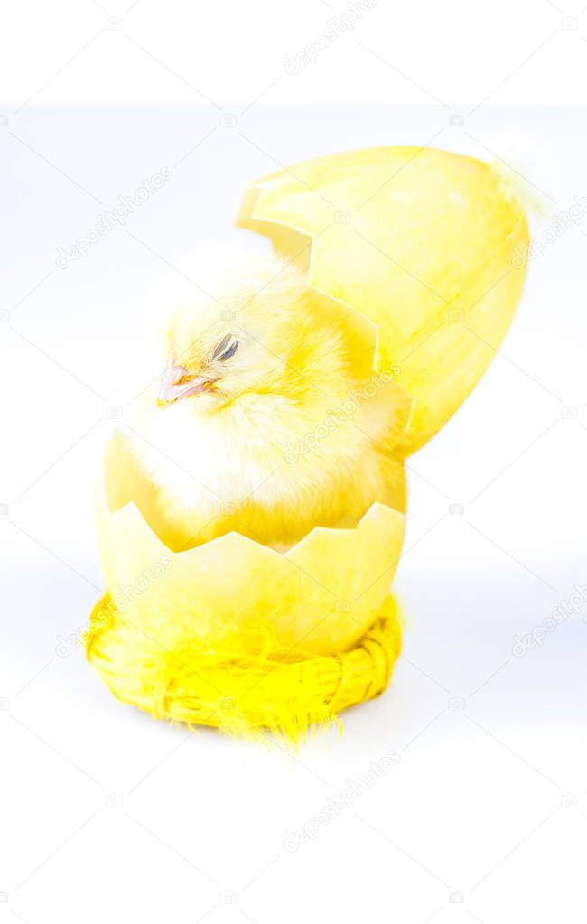 Easter chicken on the white background
