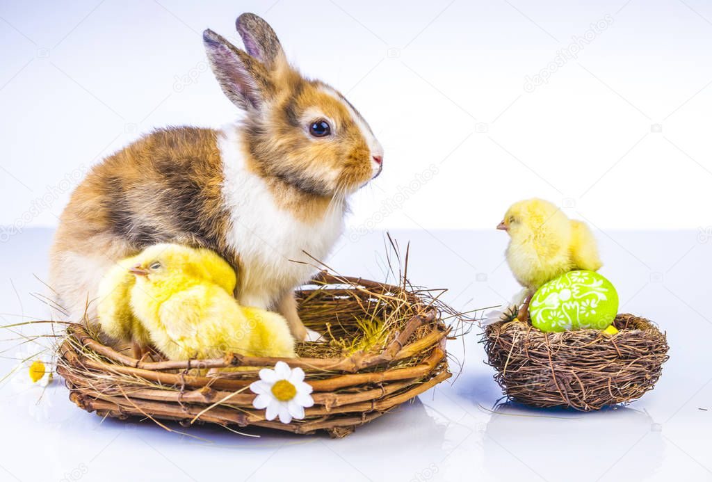  Easter chicken and rabbit on the white background