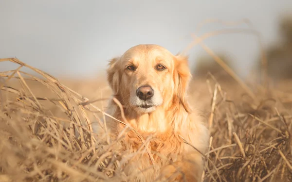 Retrato de Golden retriever perro en la naturaleza — Foto de Stock