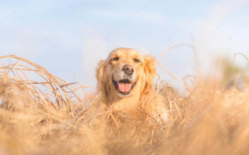 Golden retriever dog portrait in nature