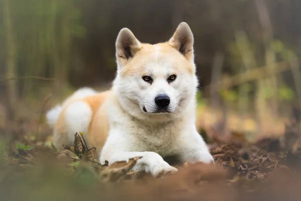 Japansk hund Akita Inu i höst skog — Stockfoto