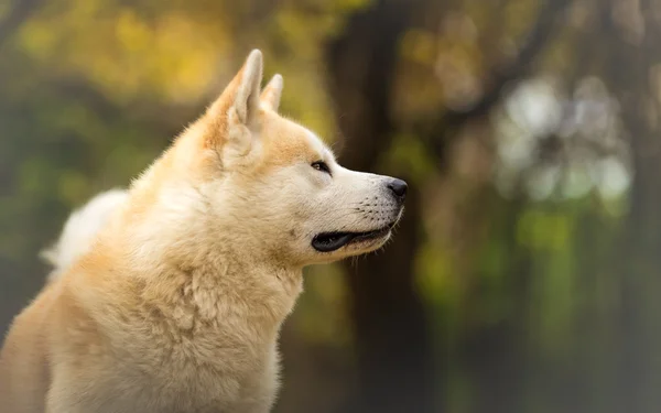 秋の森で秋田犬 — ストック写真