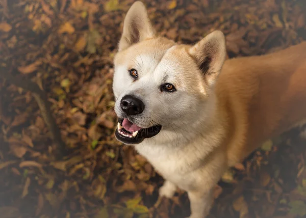 日本語の犬の秋田犬探しています。 — ストック写真