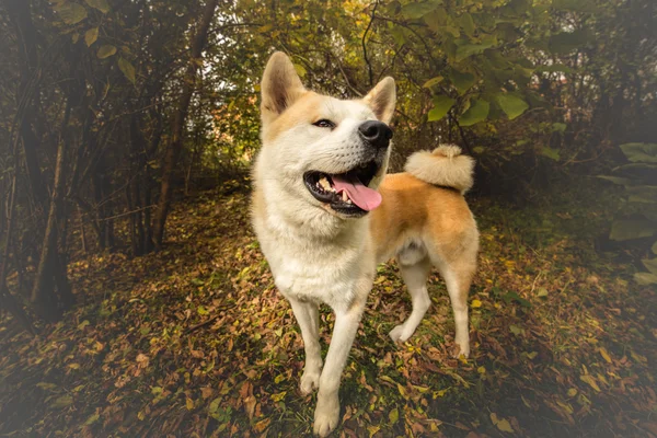 Akita inu pies w lesie jesienią — Zdjęcie stockowe