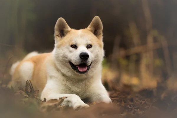 Akita Inu hund i skogen — Stockfoto