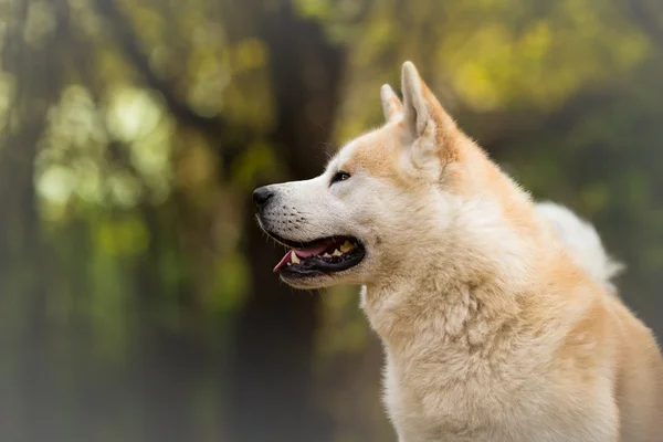 Profil Anjing Inu Akita — Stok Foto