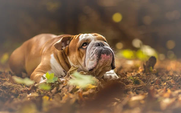 Engels Bulldog kijken op het bos — Stockfoto