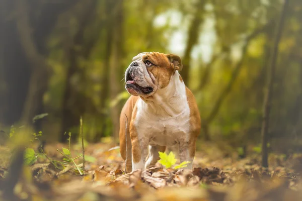 在森林的英国斗牛犬 — 图库照片