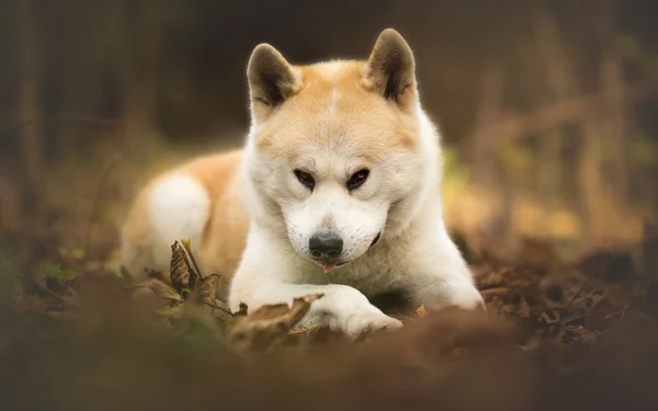 Japnese dog Akita Inu at the forest portrait — Stockfoto