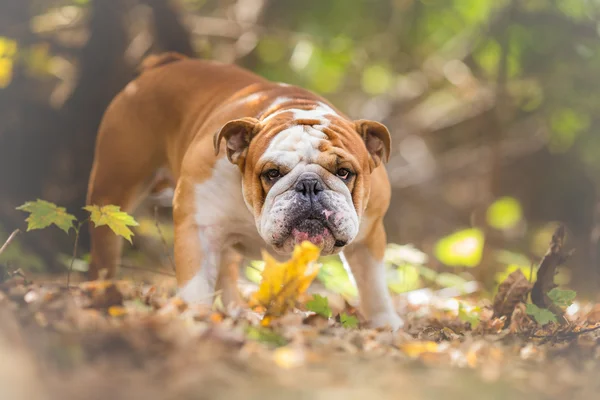 Inglês Bulldog Dog Autumn Portrait — Fotografia de Stock