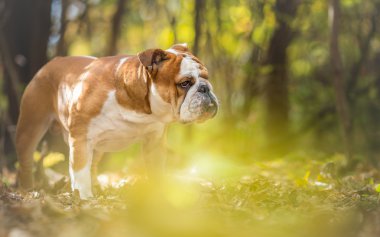 İngilizce Bulldog köpek sonbahar portre
